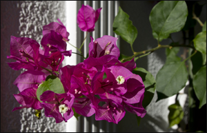 Buganvilla